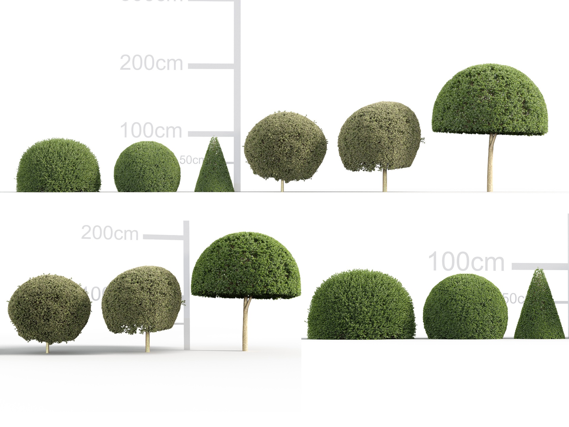 Media 1 for listing Ilex aquifolium - English holly