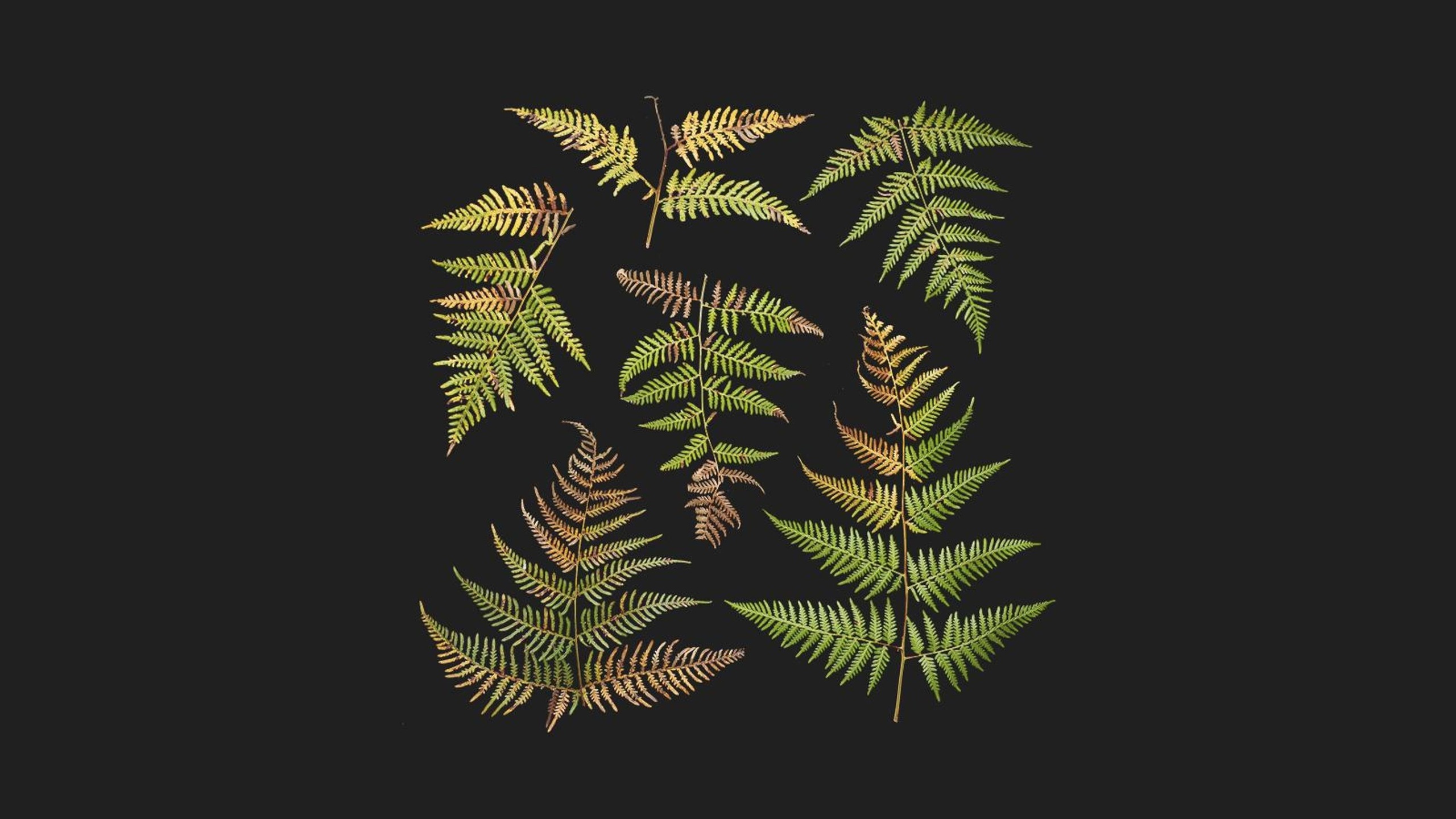 Media 1 for listing Bracken Fern