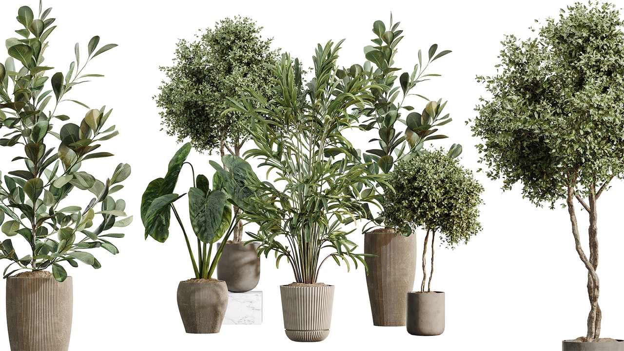 Media 1 for listing AV Indoor Plants Set 614 Olive Areca Palm Ficus microcarpa Cunjevoi Alocasia