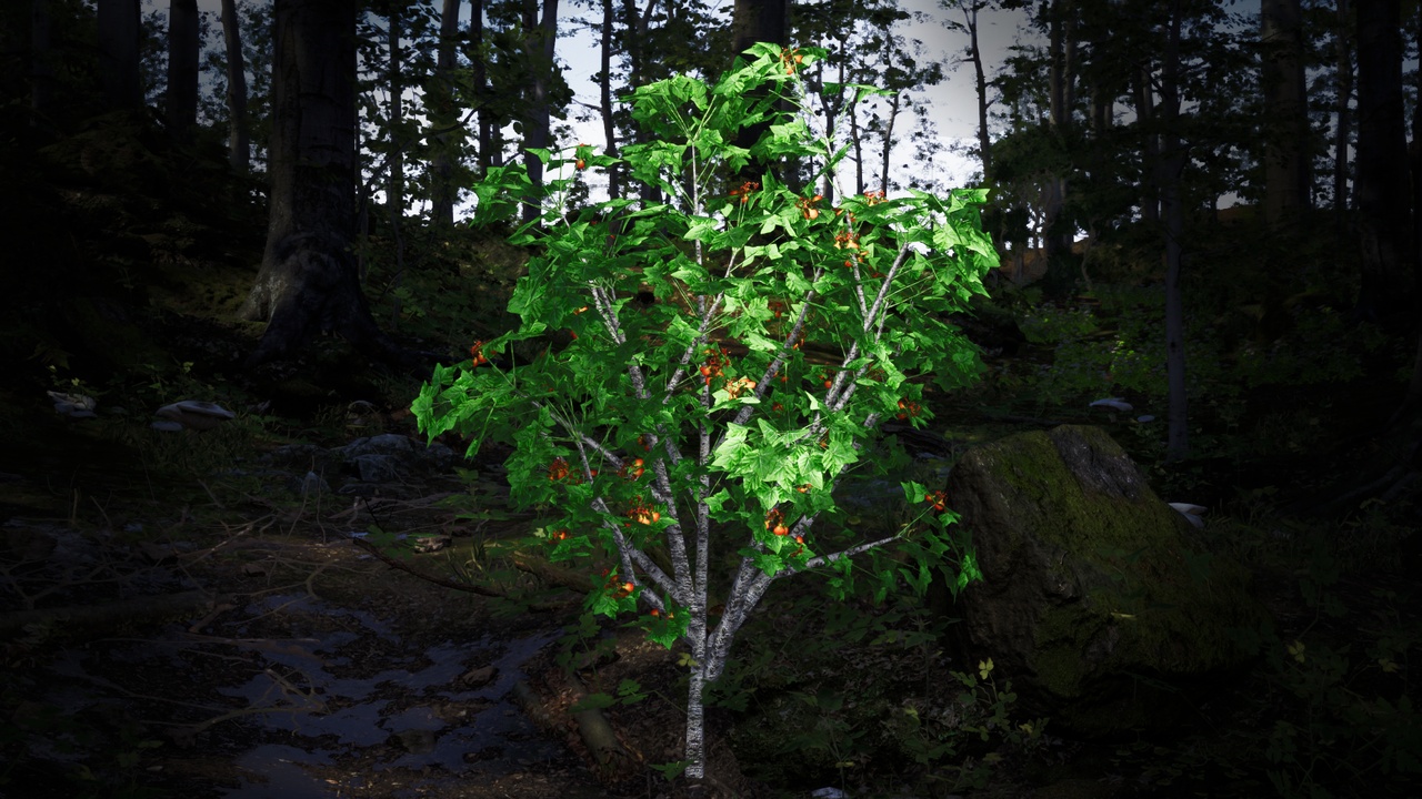 Media 1 for listing Critically Endangered Plant - 4 Erythrina schliebenii Tree Model