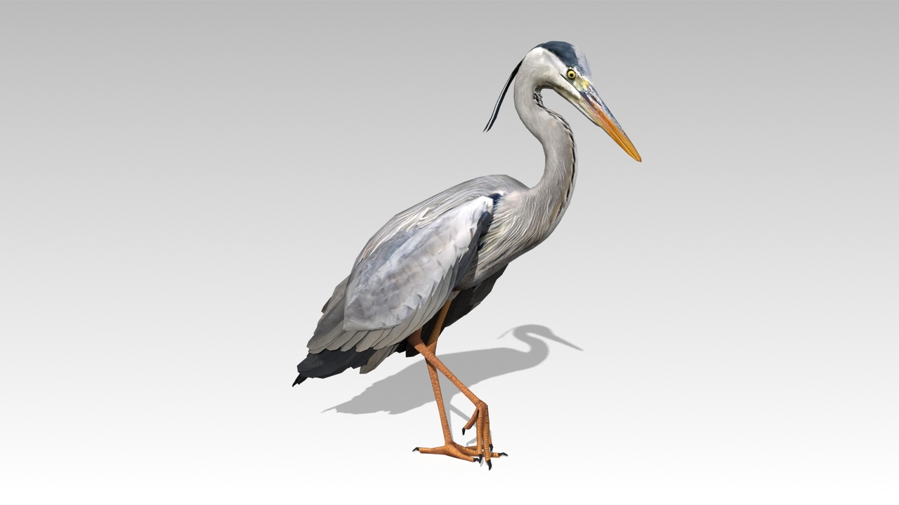 Media 1 for listing Heron