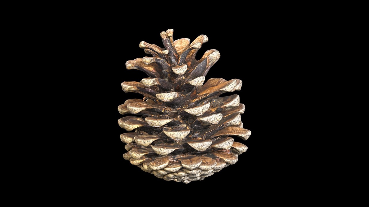 Media 1 for listing Pinus Sylvestris Cone