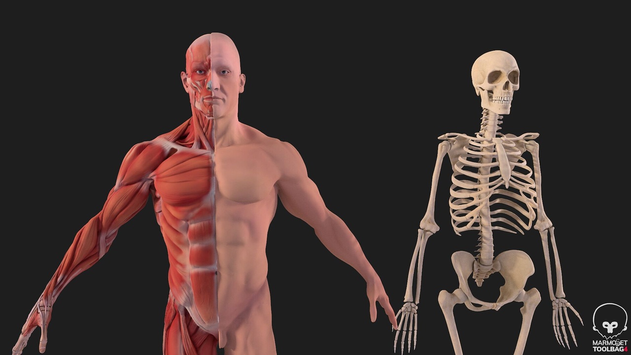 Human Anatomy complete body Muscular System Skeleton And Bones | Fab