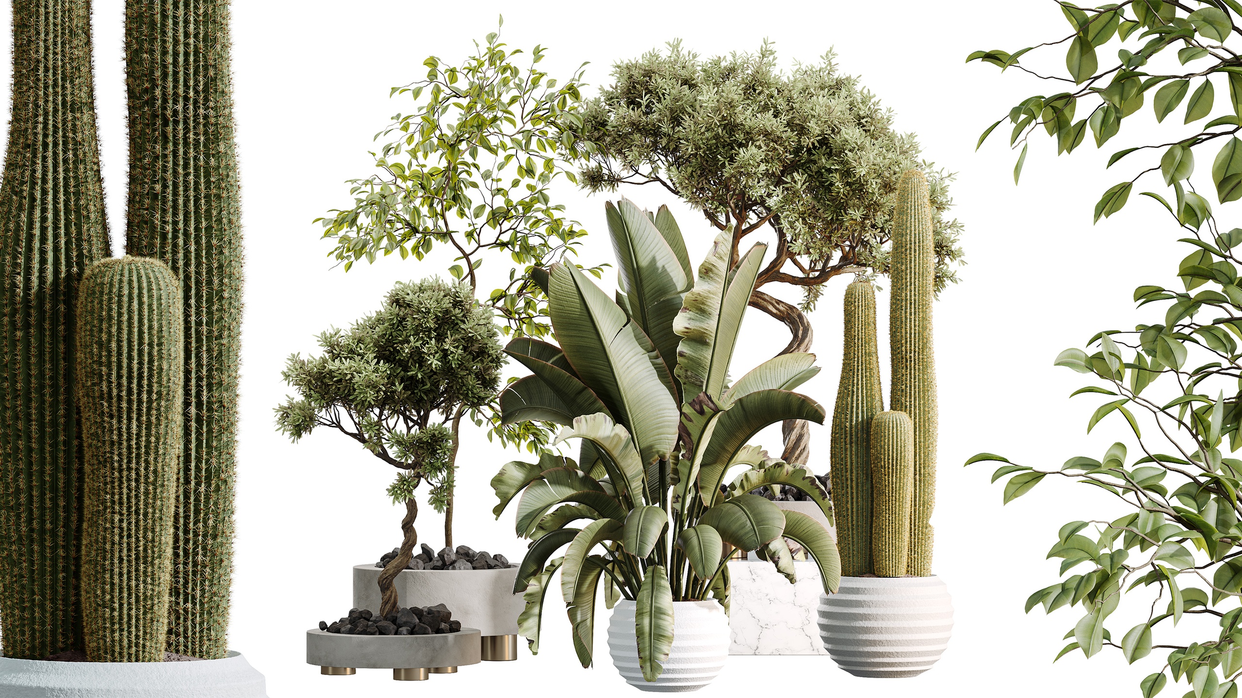Media 1 for listing AV Indoor Plants Set 468 Cactus Olive Banana Ficus Marginata