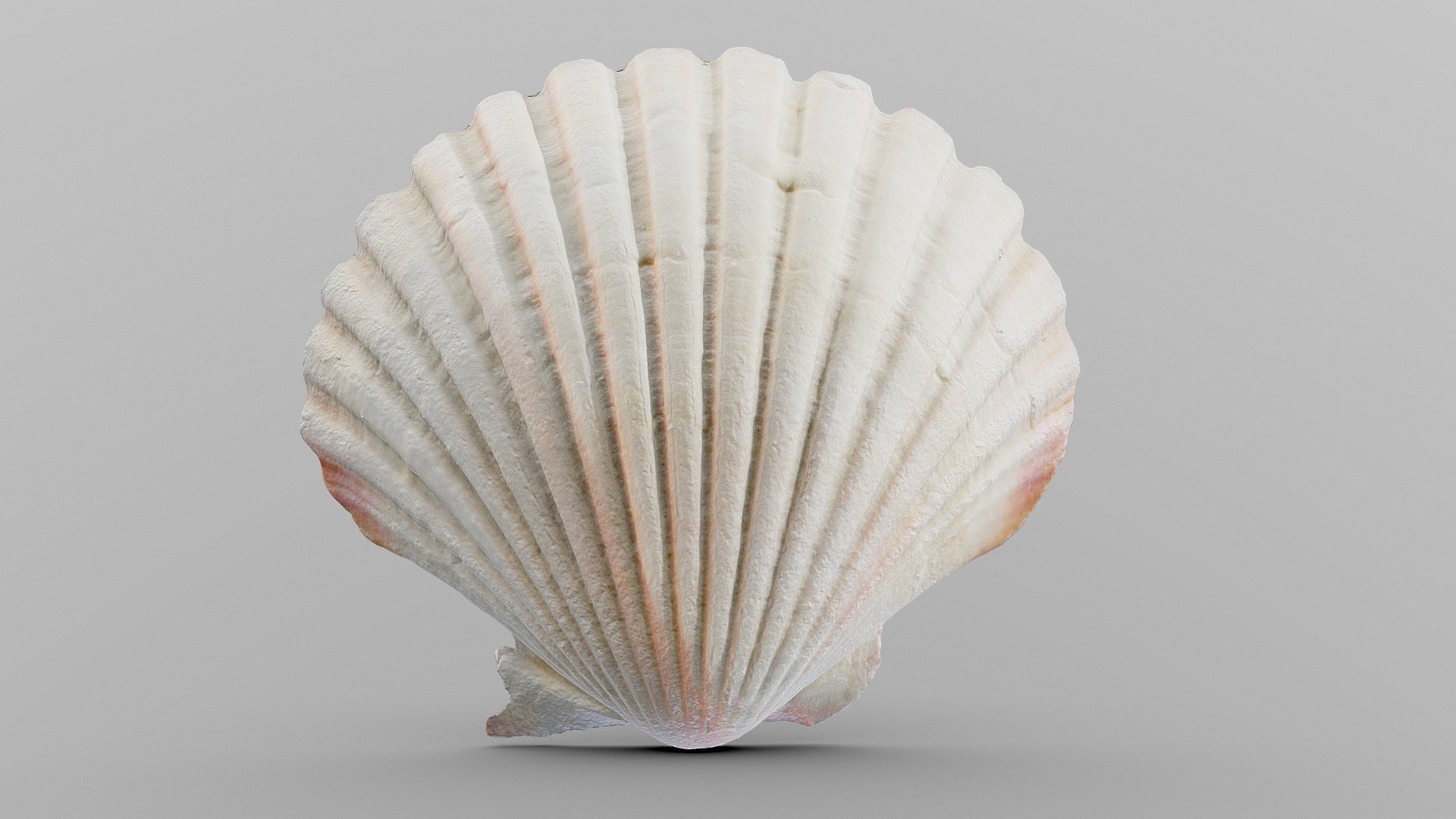 Scallop Sea Shell | Fab