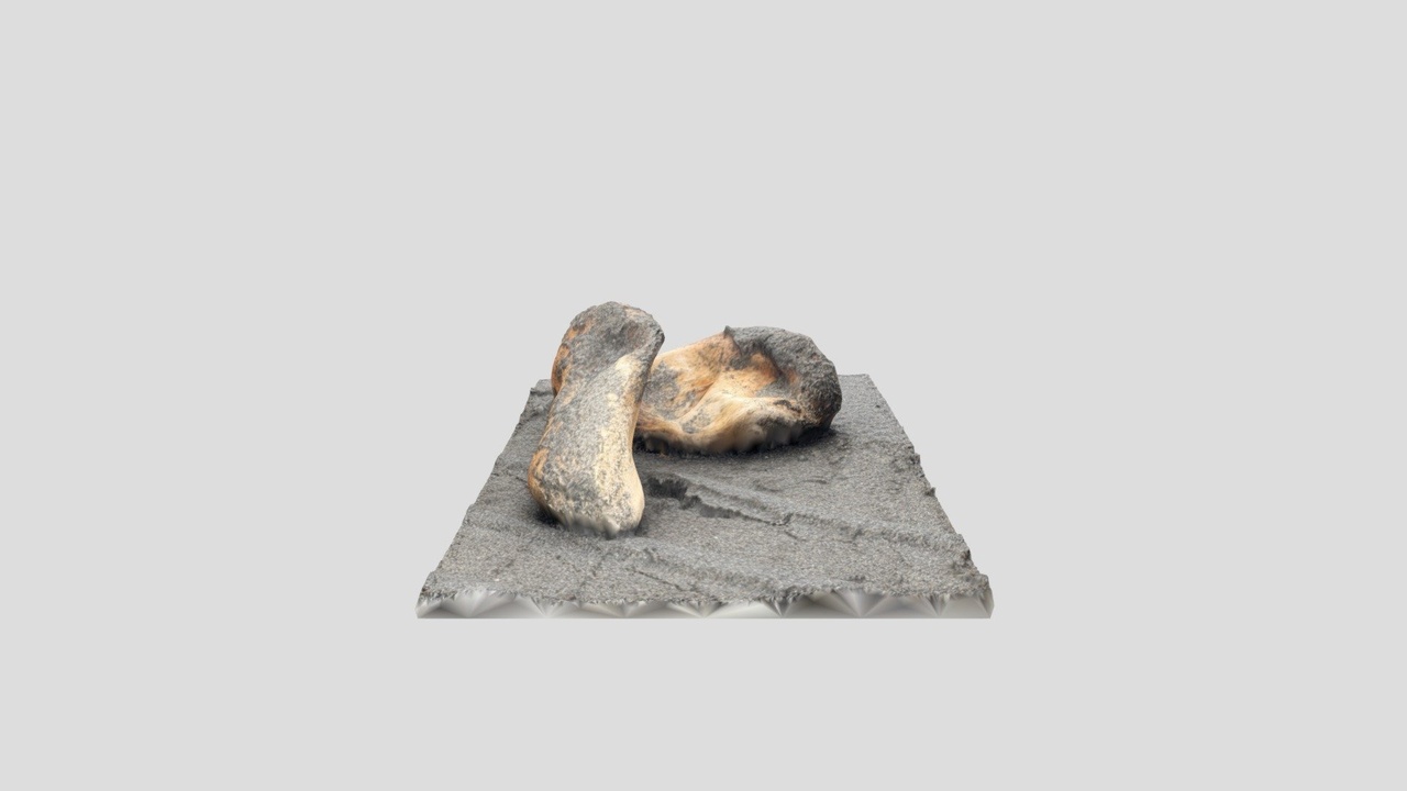 Media 1 for listing Sandy Driftwood Organic Shape - Coastal Root