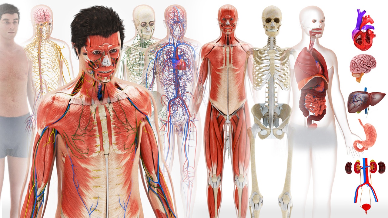 Media 1 for listing Complete Human Male Anatomy