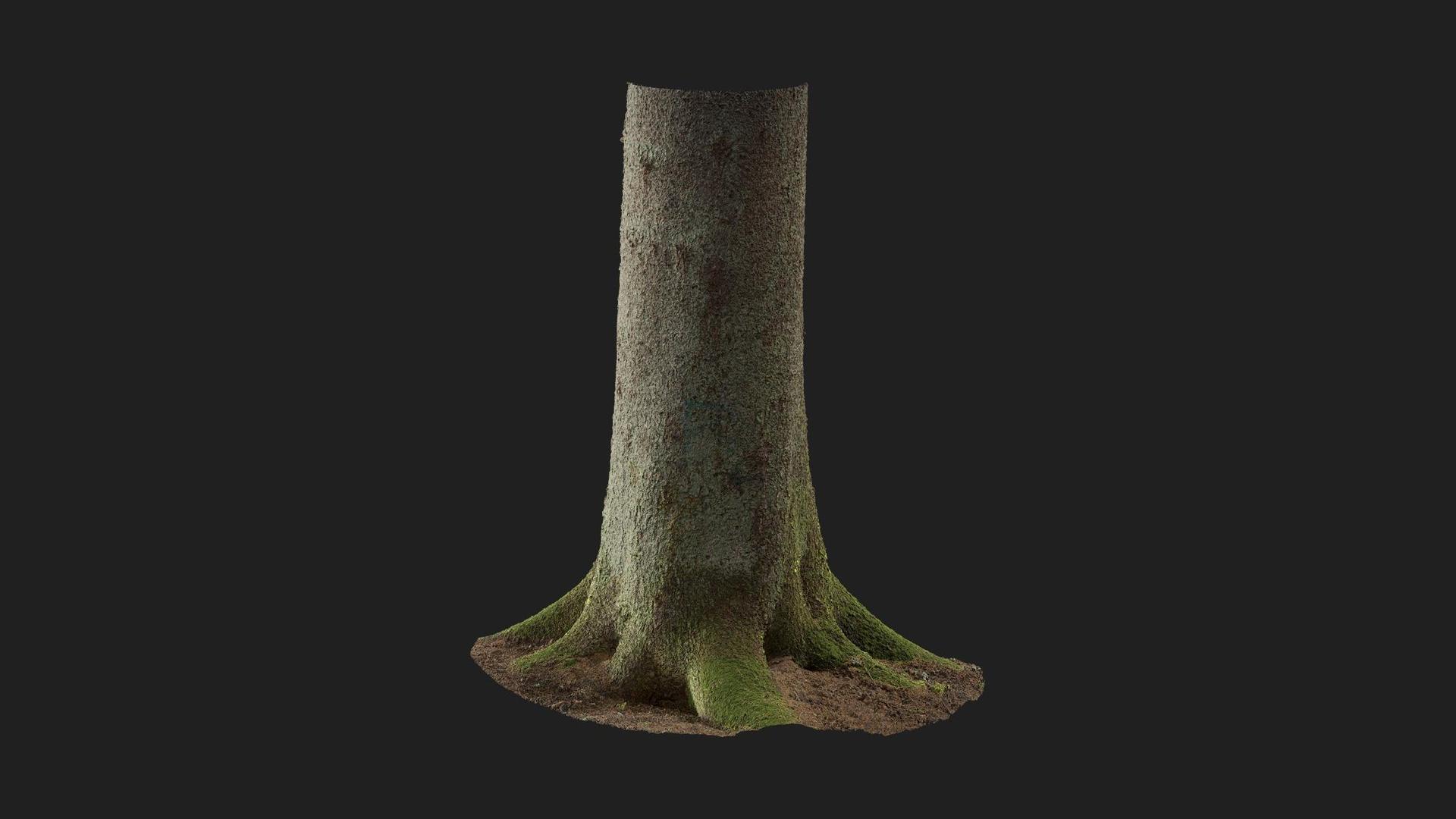 Spruce Tree Trunk | Fab