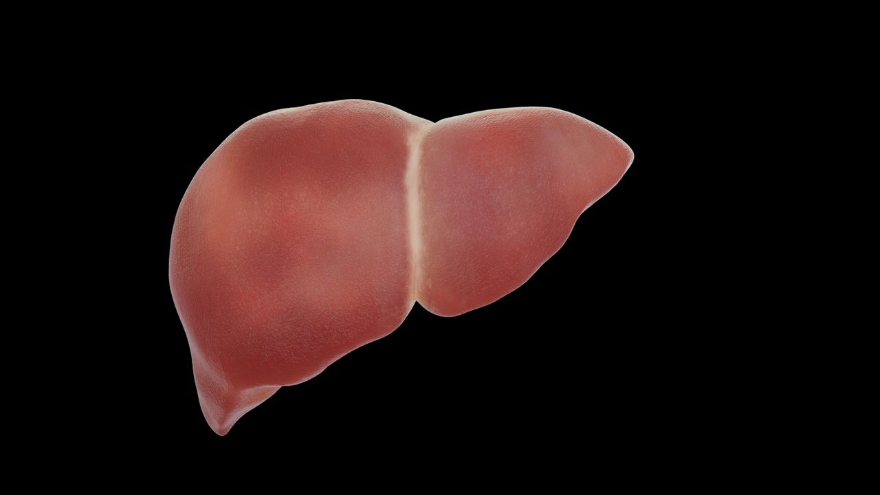 Media 1 for listing Healthy liver, digestive system organs