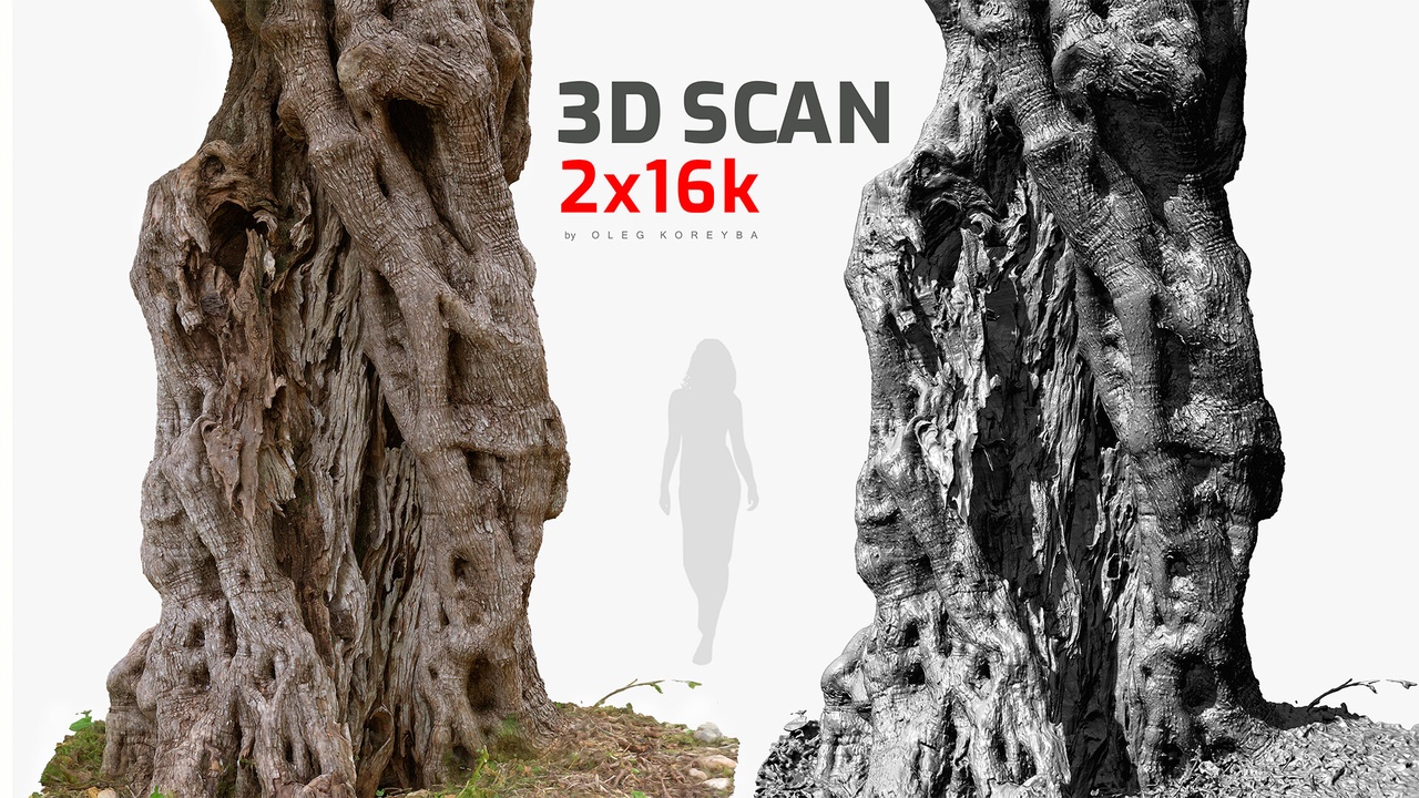 Media 1 for listing Ancient Olive Tree #5 RAW 3D Scan 2x16k Textures OBJ FBX Blender Maya Max Zbrush