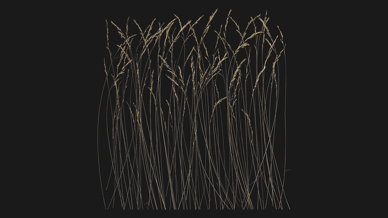 出品Dry Reed (unSPwW)のメディア1