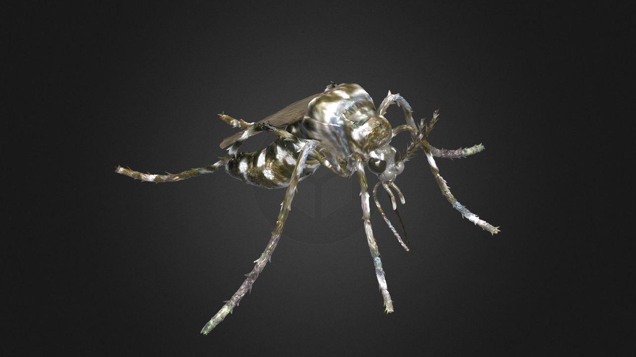 Zanza Insect Zanzara Mosquito Gnat | Fab