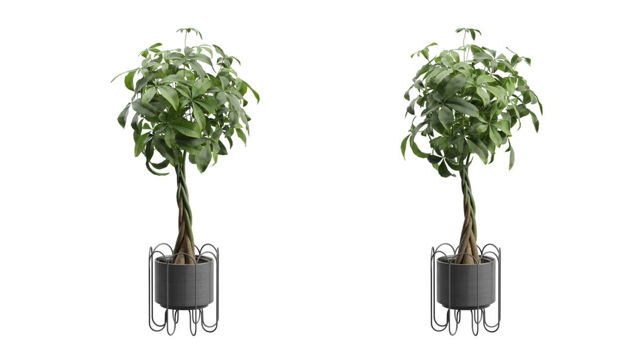 Media 1 for listing Pachira Aquatica in Metal Planter