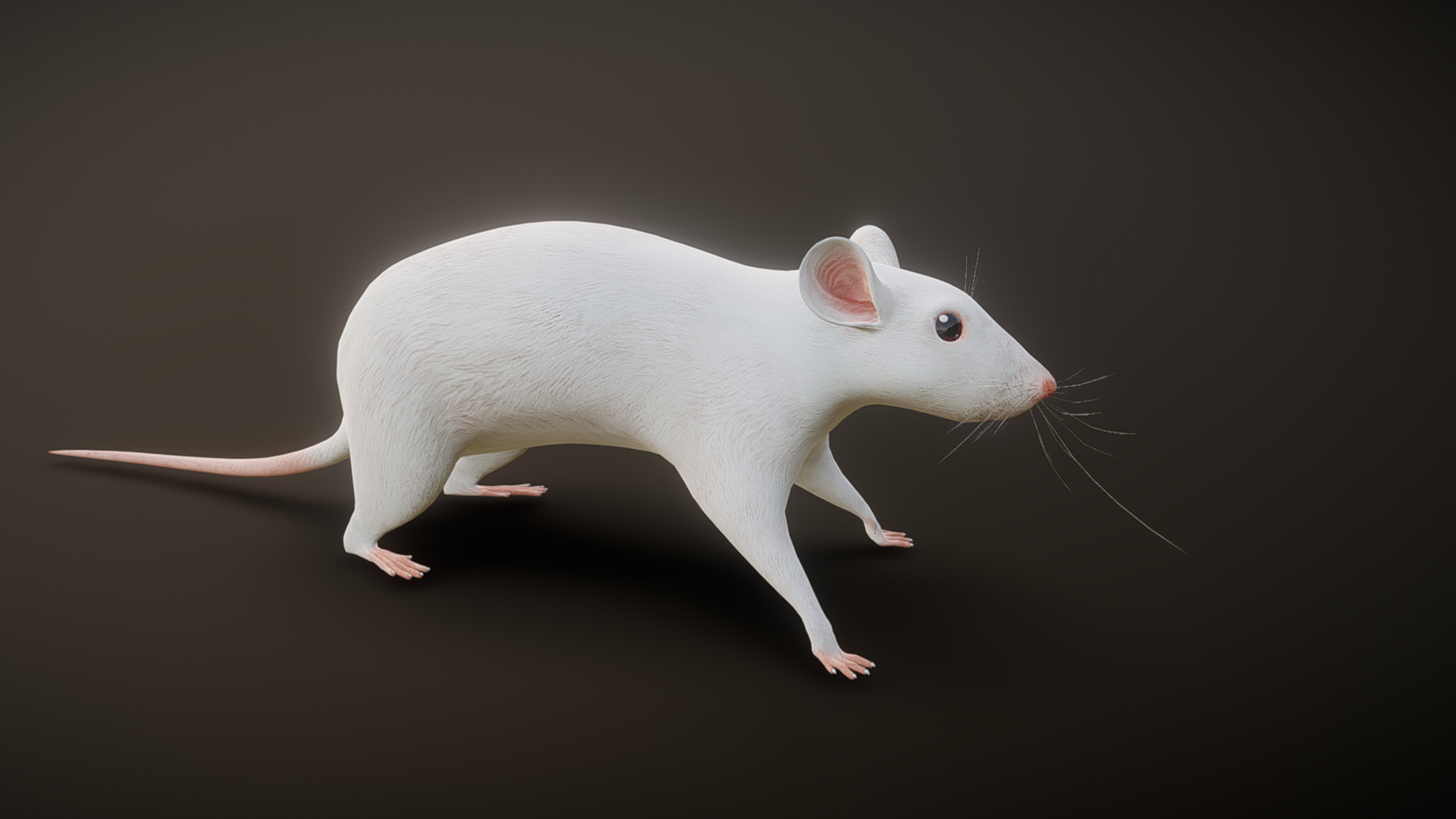 Mouse Form Anim@tion Mouse animation A79 | Fab