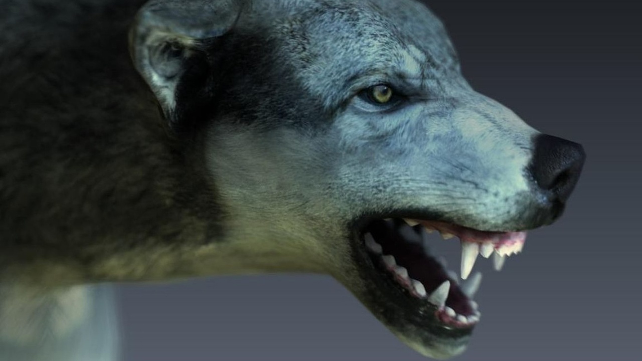 出品DOGのメディア1