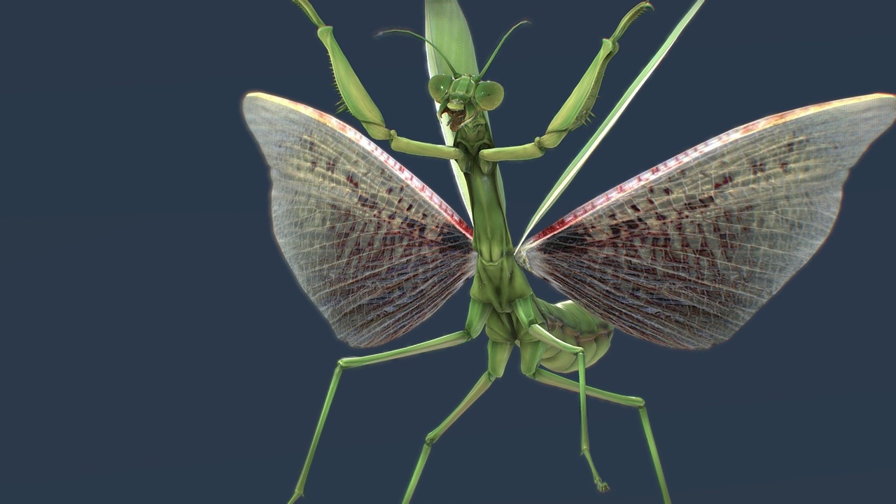 Media 1 for listing Mantodea - Mantis with  pseudopupil - animated