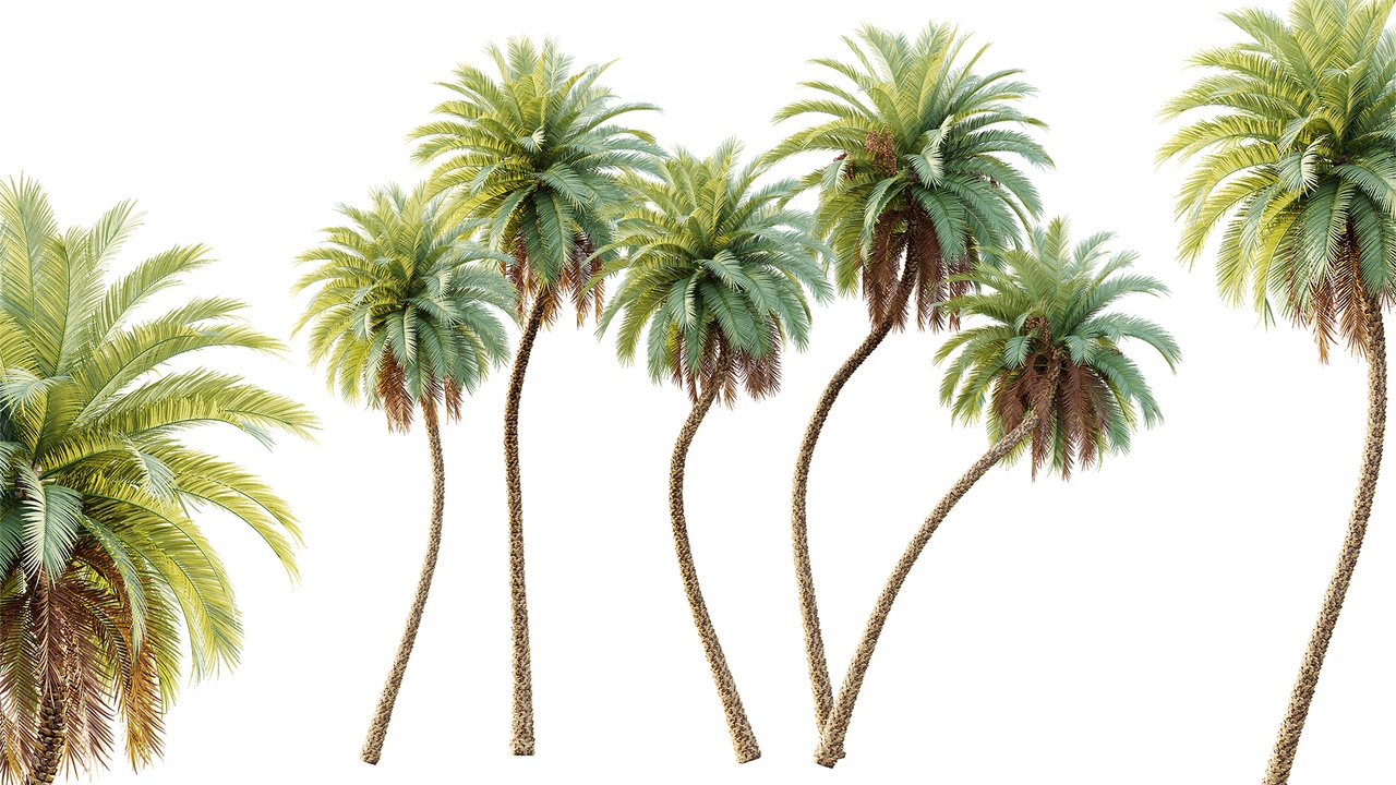 Media 1 for listing AV Plant Phoenix Sylvestris Palm Tree 01