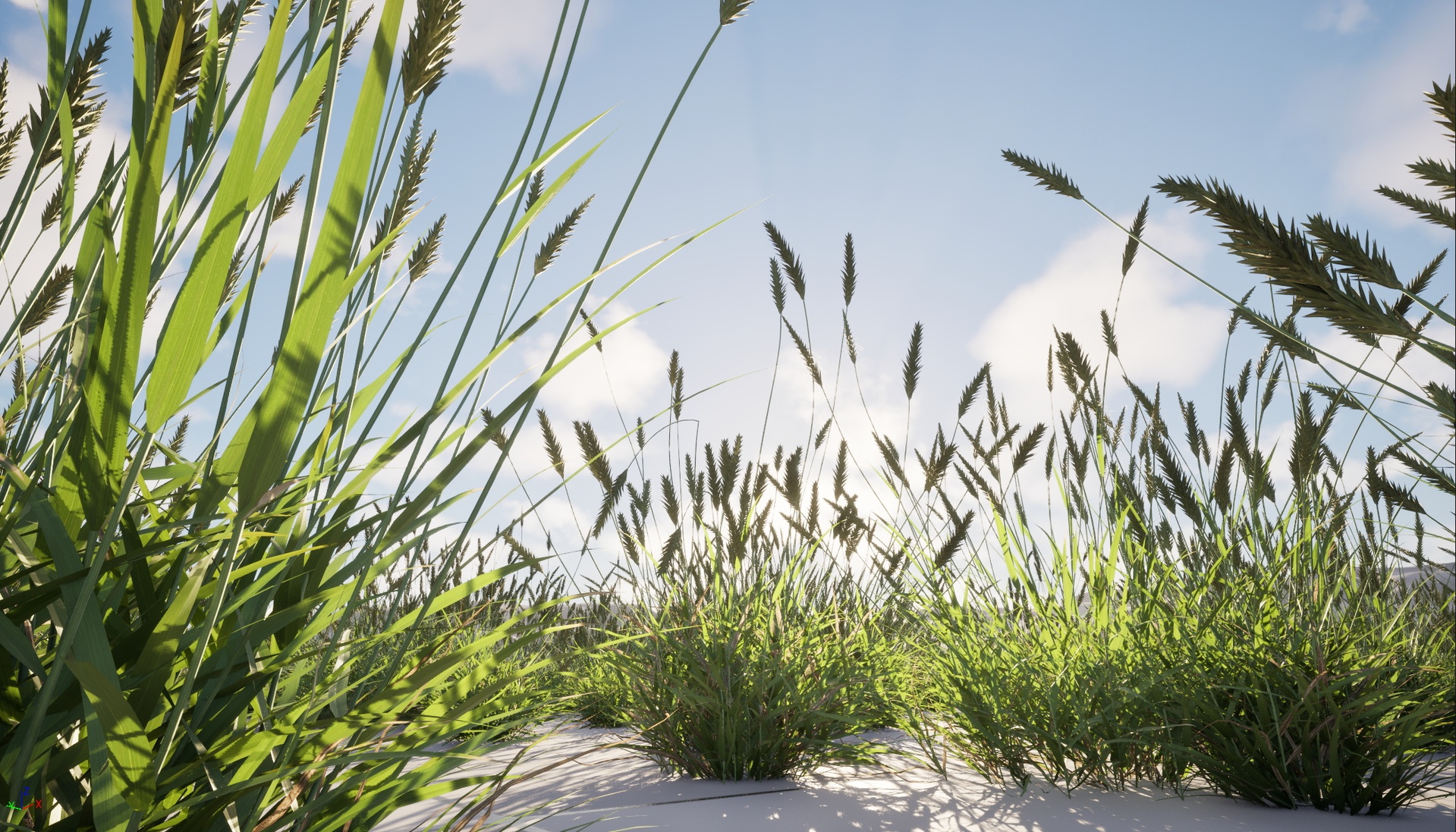 Media 1 for listing Nanite Wind Grass - Anthoxanthum odoratum – Sweet vernal grass