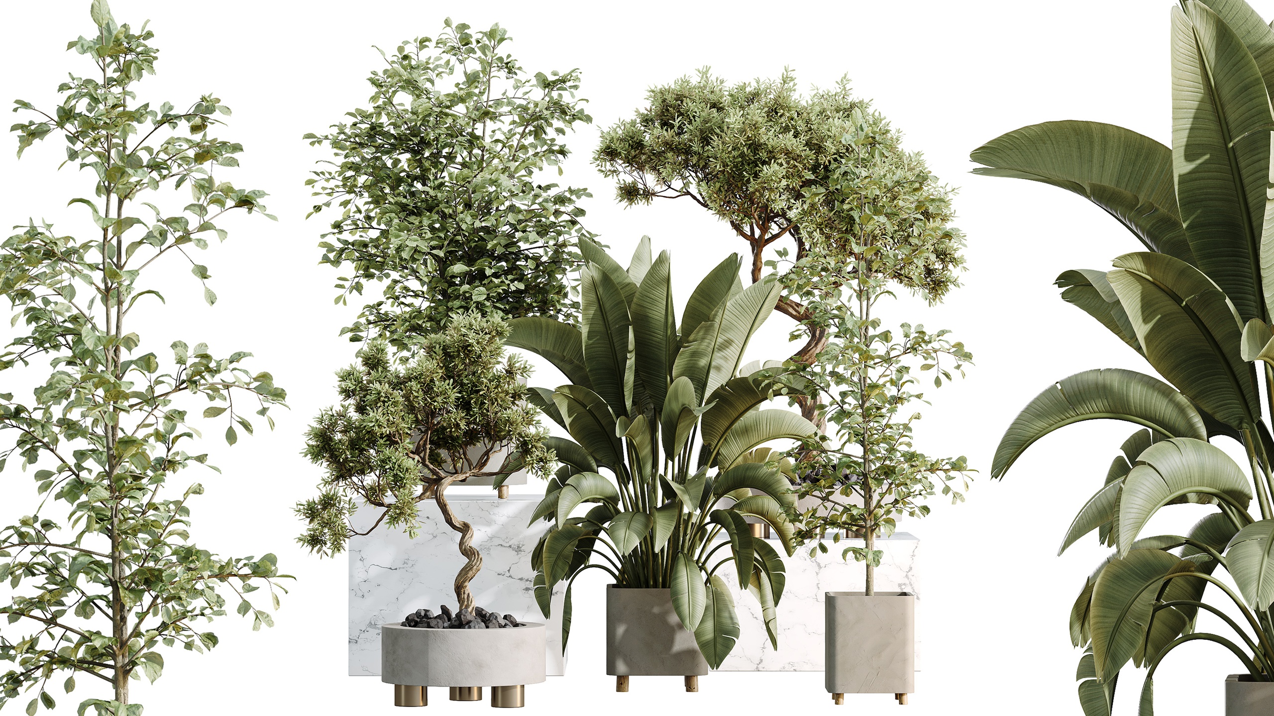 Media 1 for listing AV Indoor Plants Set 458 Ravenala Banana and Wilsonii Chemlali Olive and Alnus G