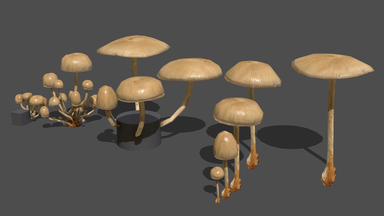 出品Mushroom 06のメディア1