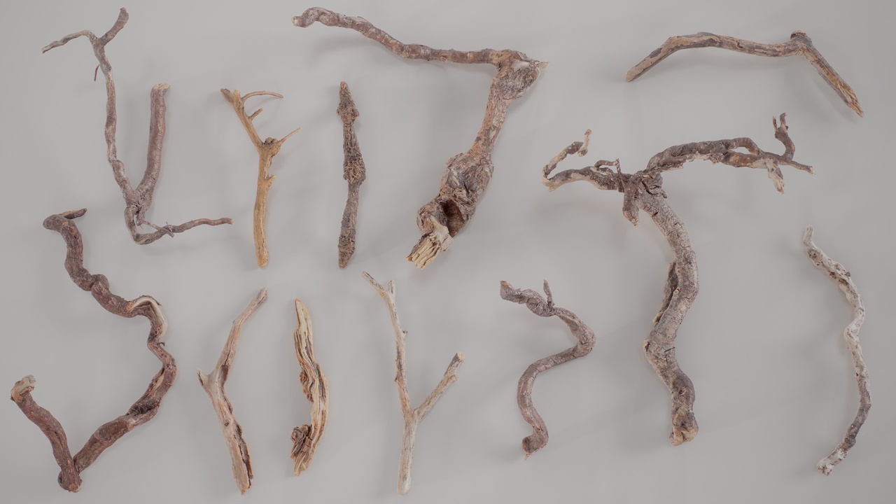 Media 1 for listing 12 3D Scanned Branch Collection