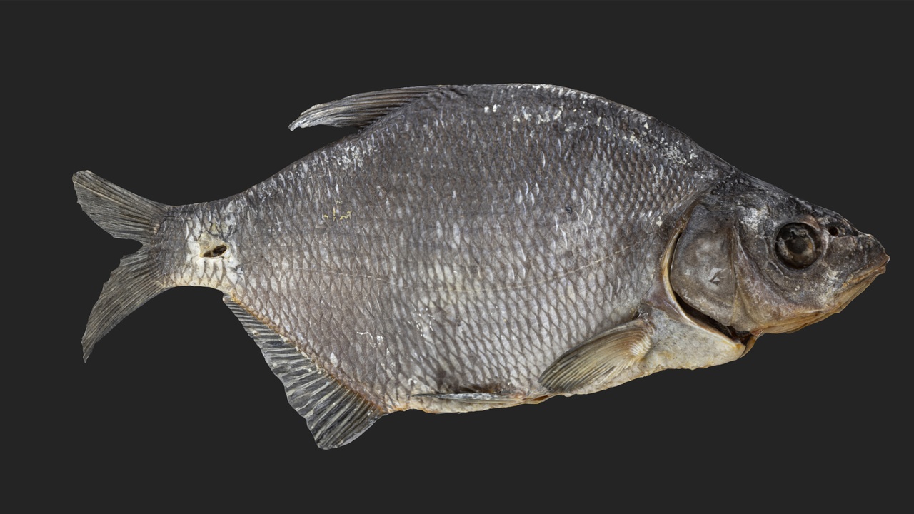 Media 1 for listing Bream dry fish