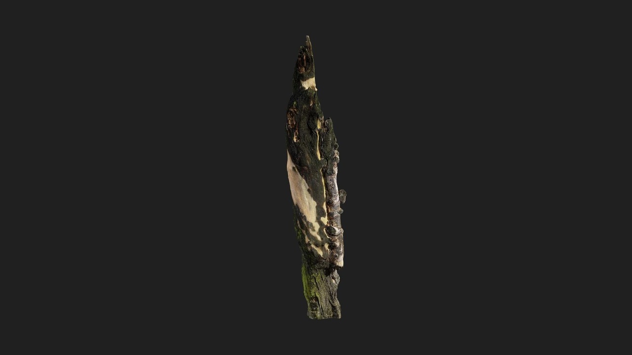 Media 1 for listing Military Trenches Tree Burnt 04