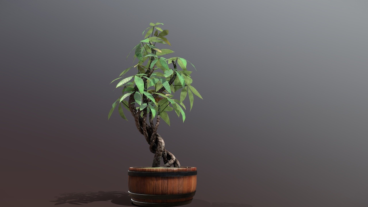 Media 1 for listing Stylized Money Tree (Guiana Chestnut)