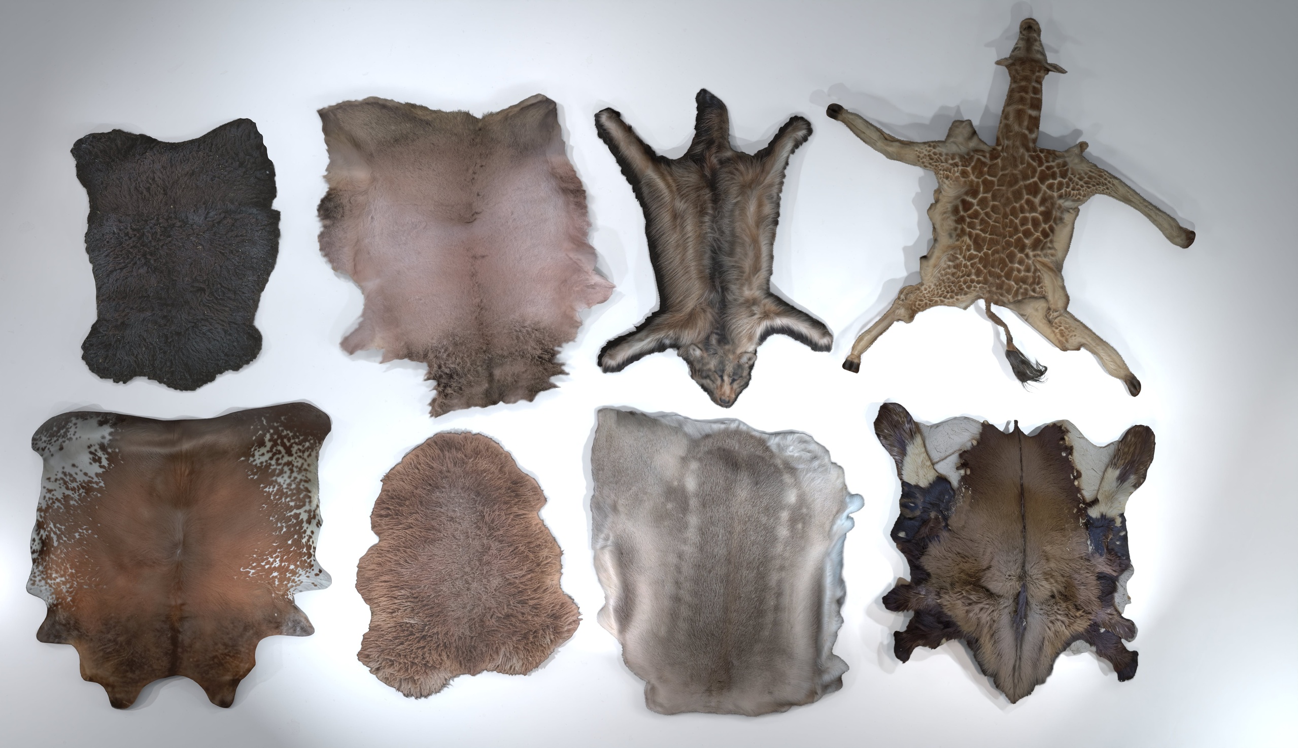 Media 1 for listing Animal pelts volume 4: giraffe, wolf, stag, reindeer, sheep, bull, bison 4k