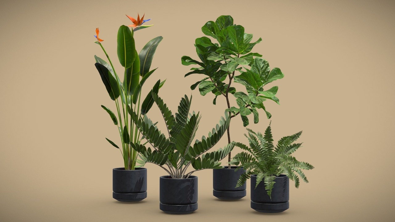 Media 1 for listing Indoor Plants Pack 35