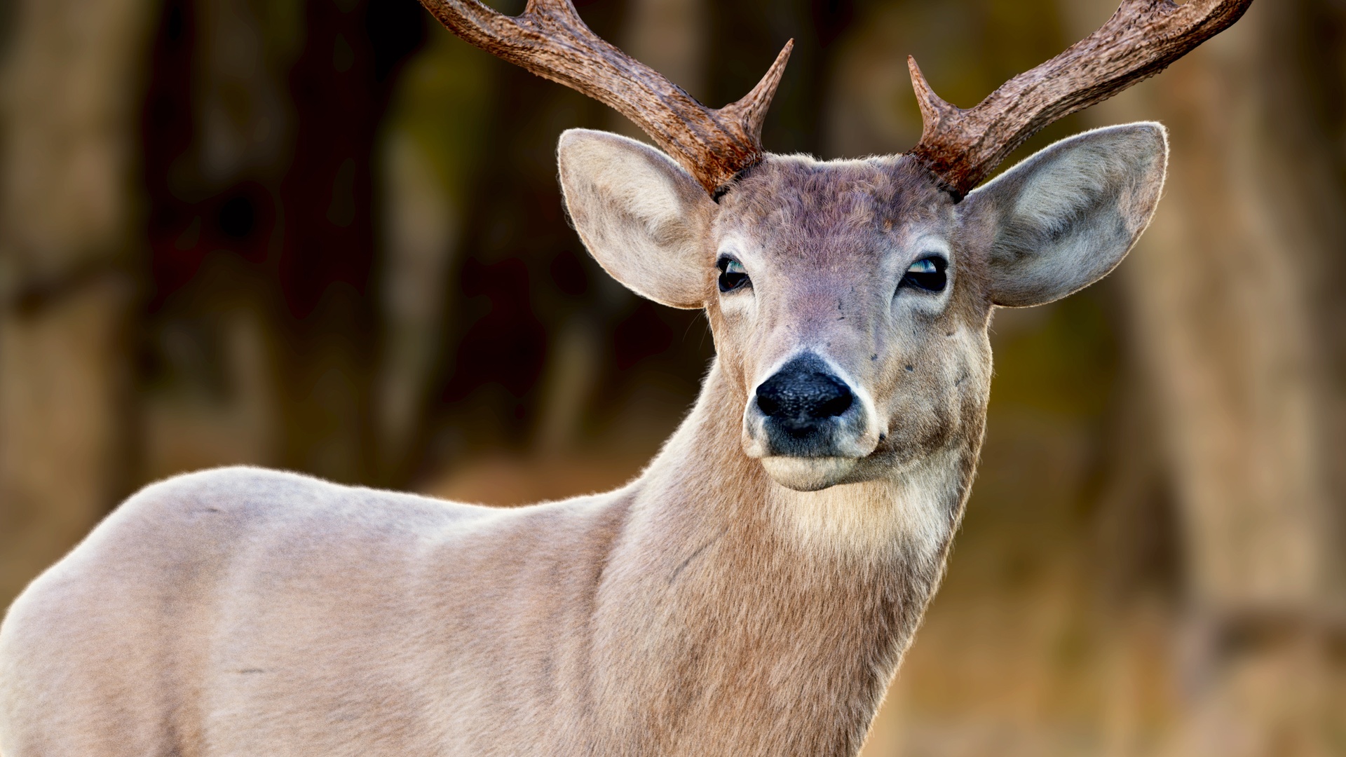 Media 1 for listing Deer 2025 ANIMATED Maya Xgen-core