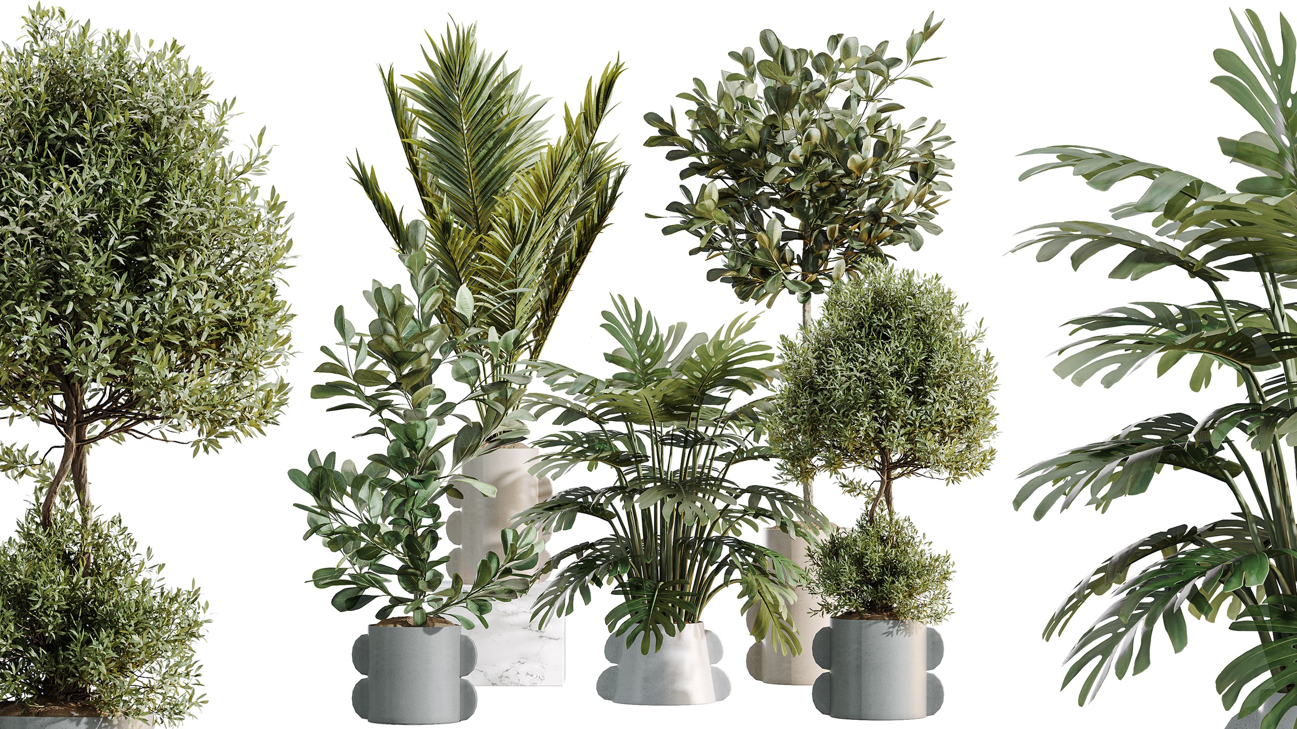 Media 1 for listing AV Indoor Plants Set 479 Olive Elegant Monstera Ficus Palm