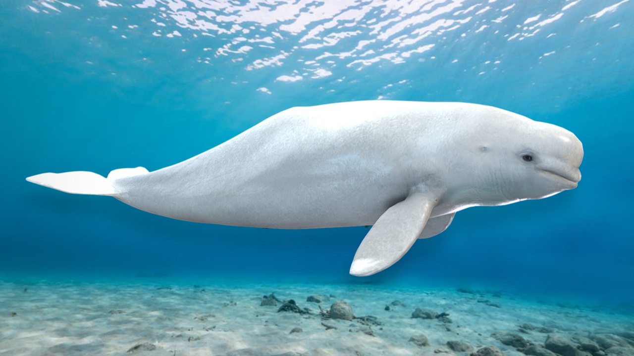 Media 1 for listing Beluga Whale Fish