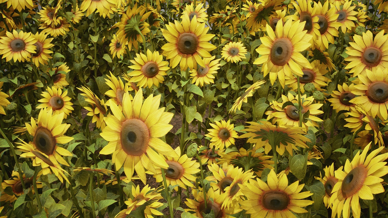 Foliage VOL.25 - Sunflowers (Low Poly) | Fab