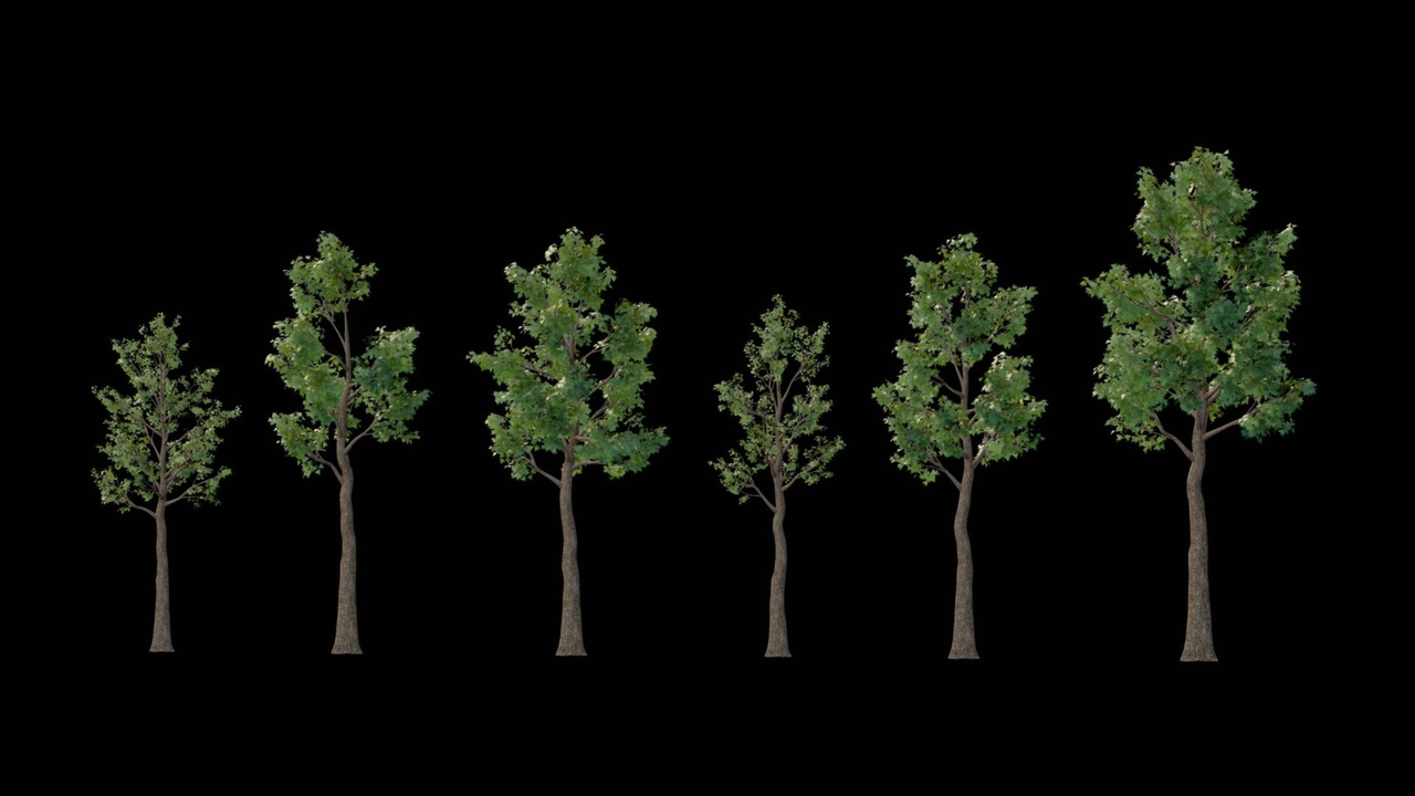 Media 1 for listing Tree Pack 4