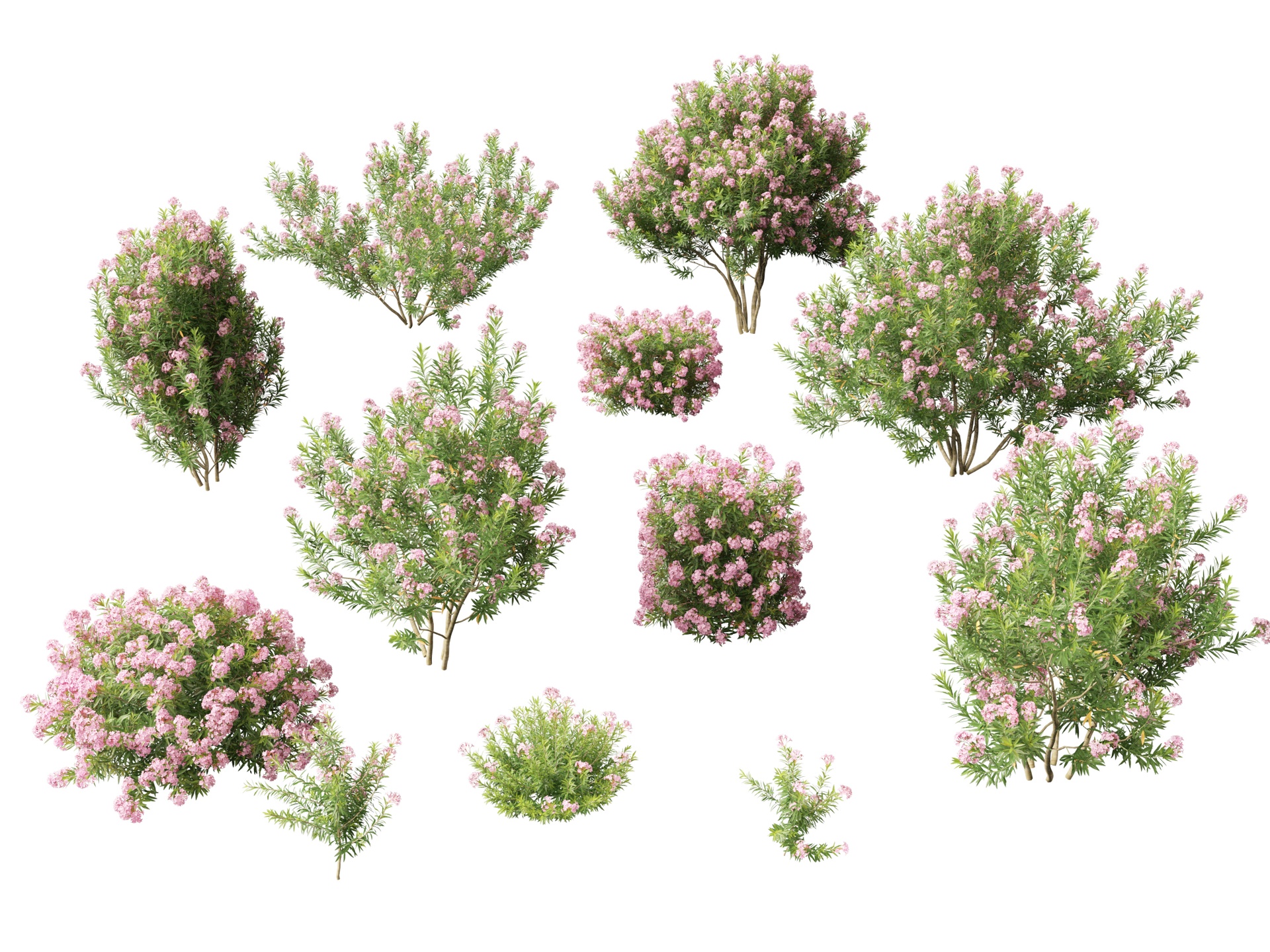 Media 1 for listing Nerium oleander - Rosebay (Highpoly+Low Poly)