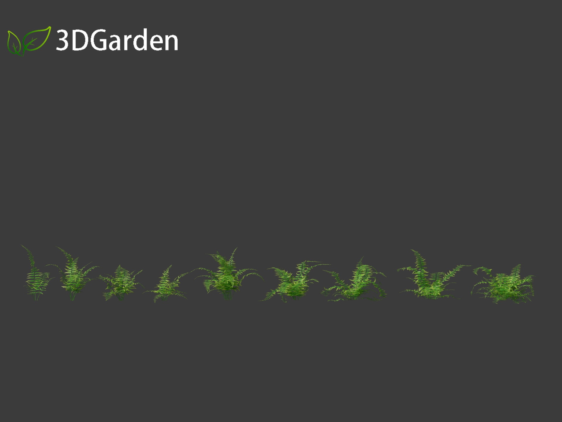 Media 1 for listing Microlepia strigosa -hay-scented fern 01