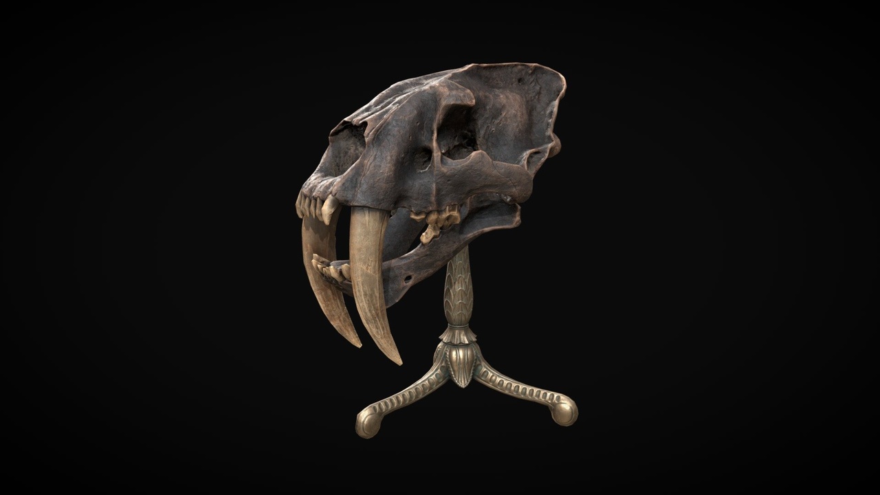 Media 1 for listing Sabretooth cat skull display