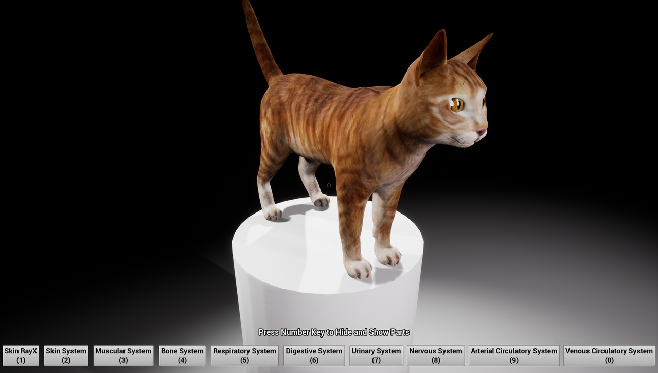 出品ANATOMY CAT (INTERACTIVE)のメディア1
