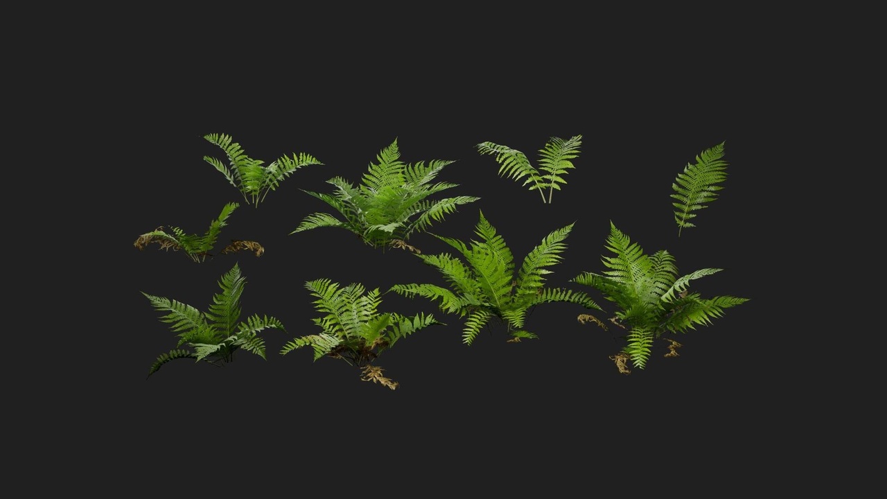 Media 1 for listing Lady Fern