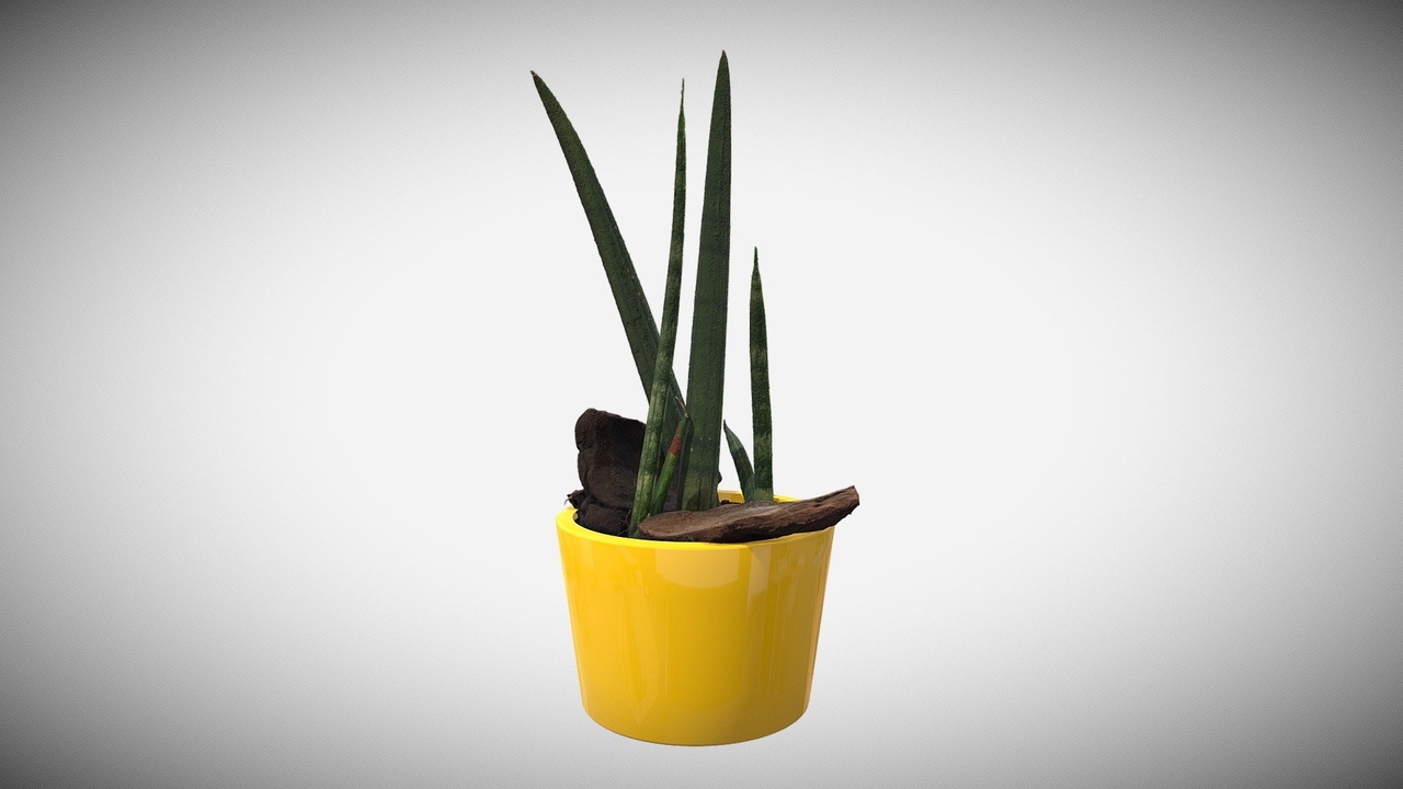 Media 1 for listing Plant in vase