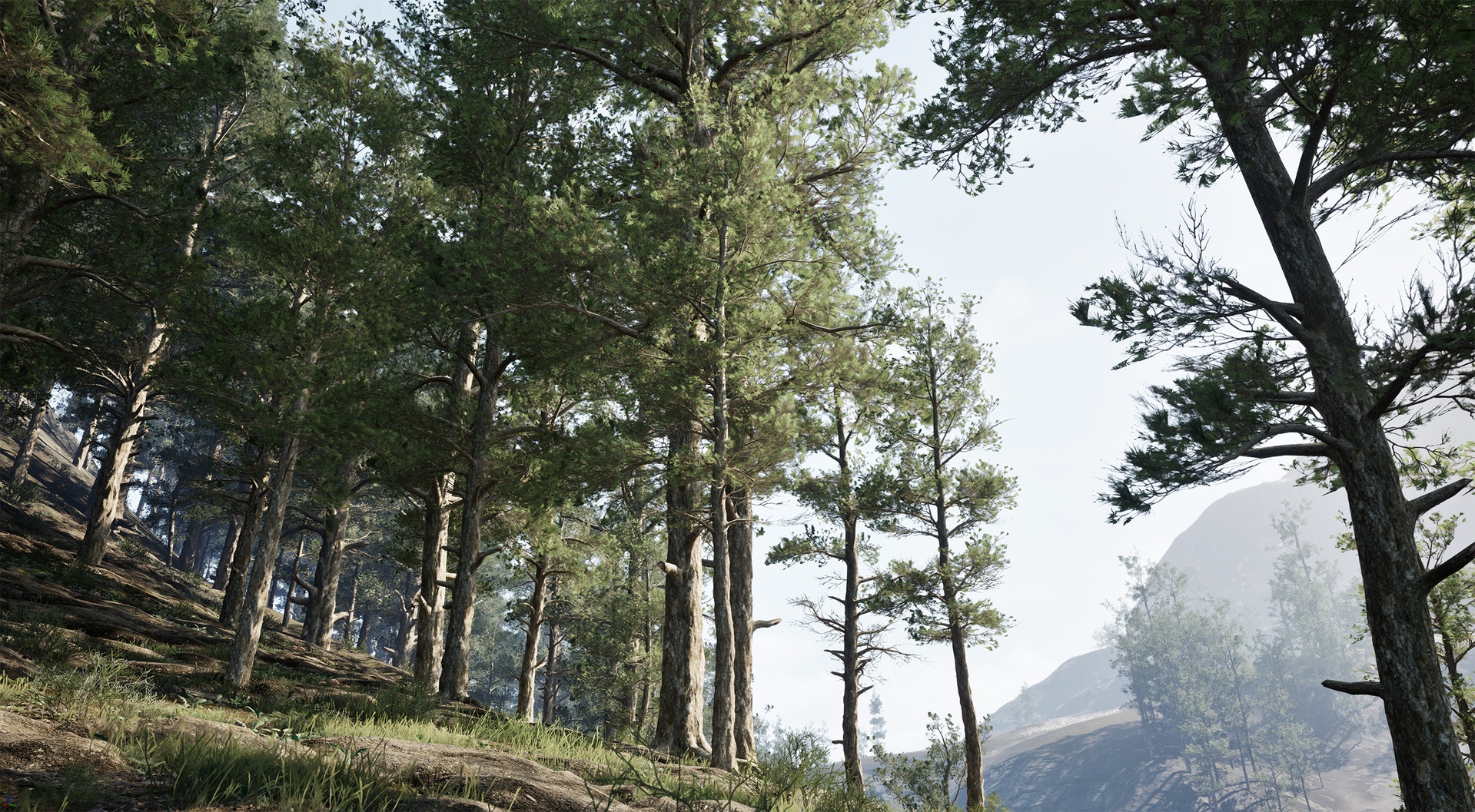 YF-Env:Red Pine Tree