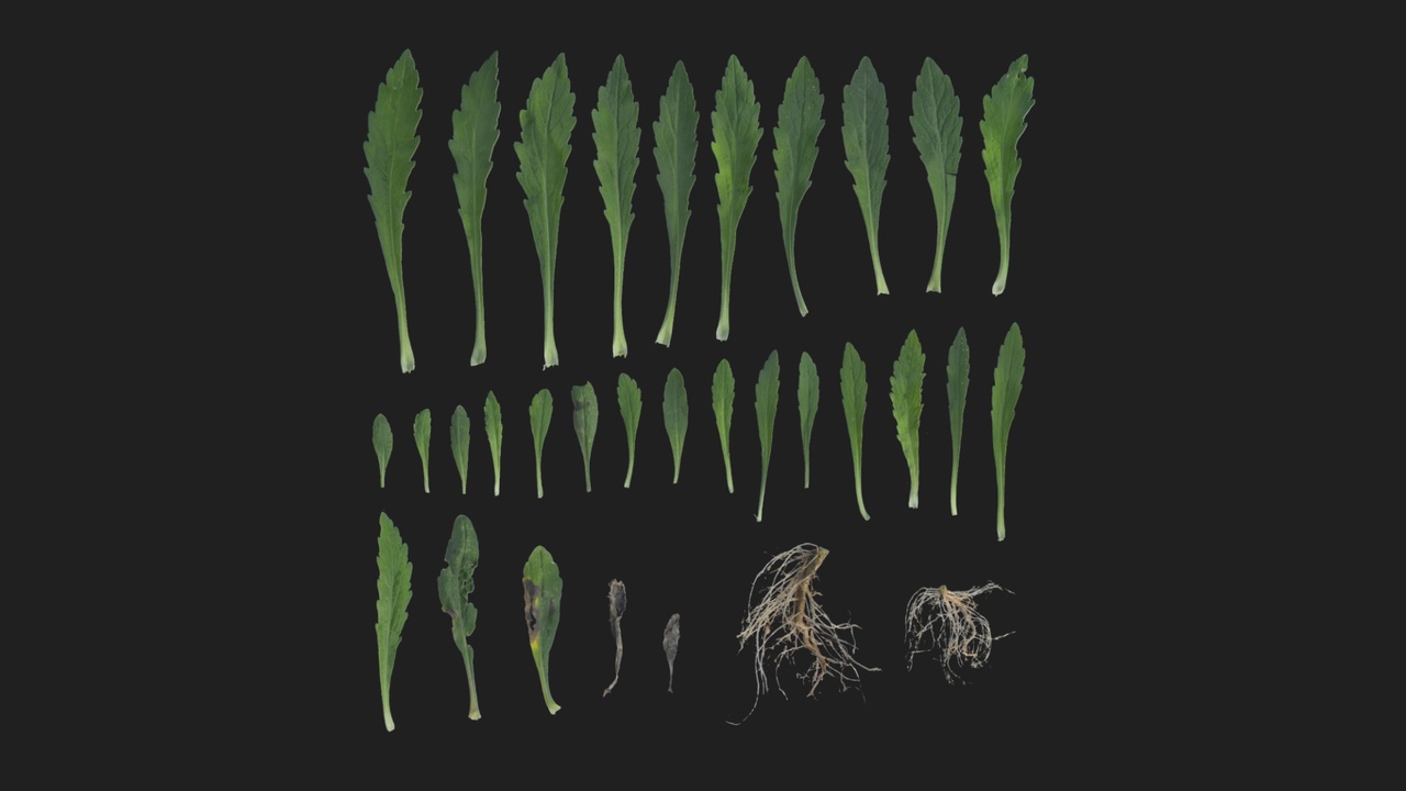 Media 1 for listing Horseweed 01