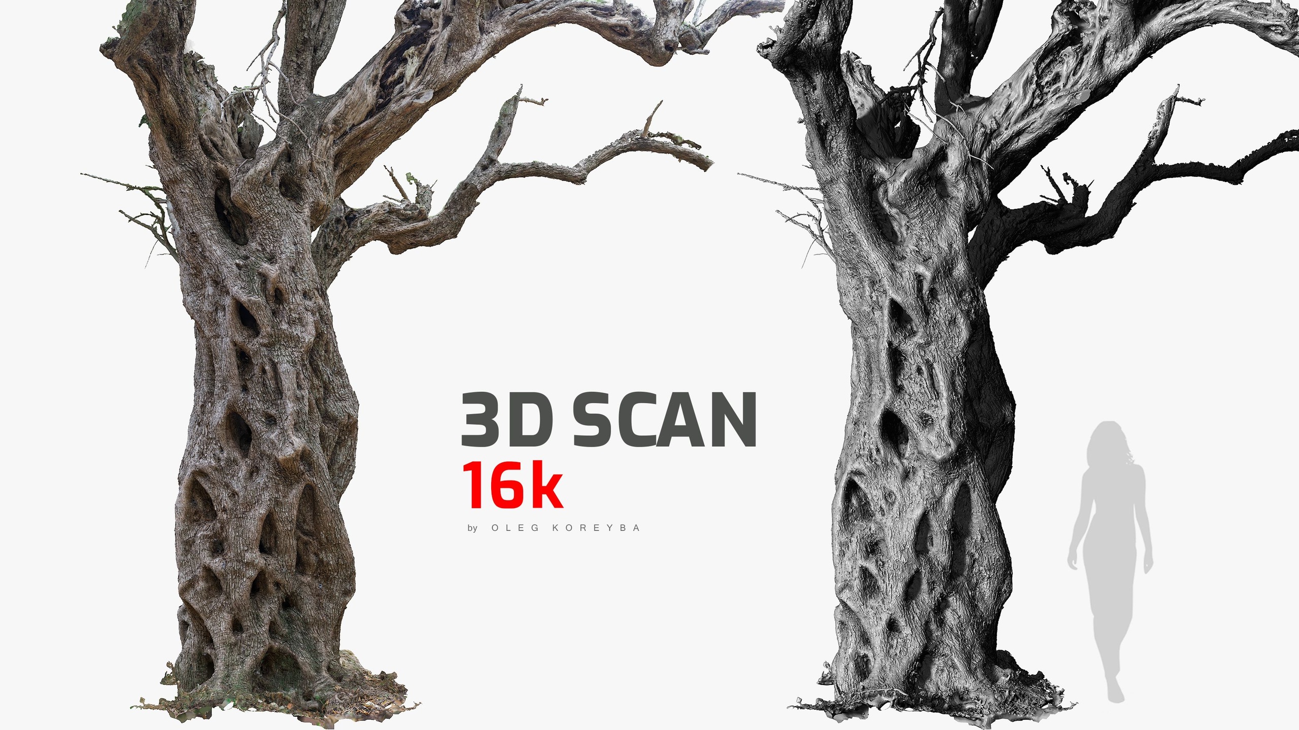 Media 1 for listing Olive Tree #2 RAW 3D Scan 1x16k / 2x16k Textures OBJ