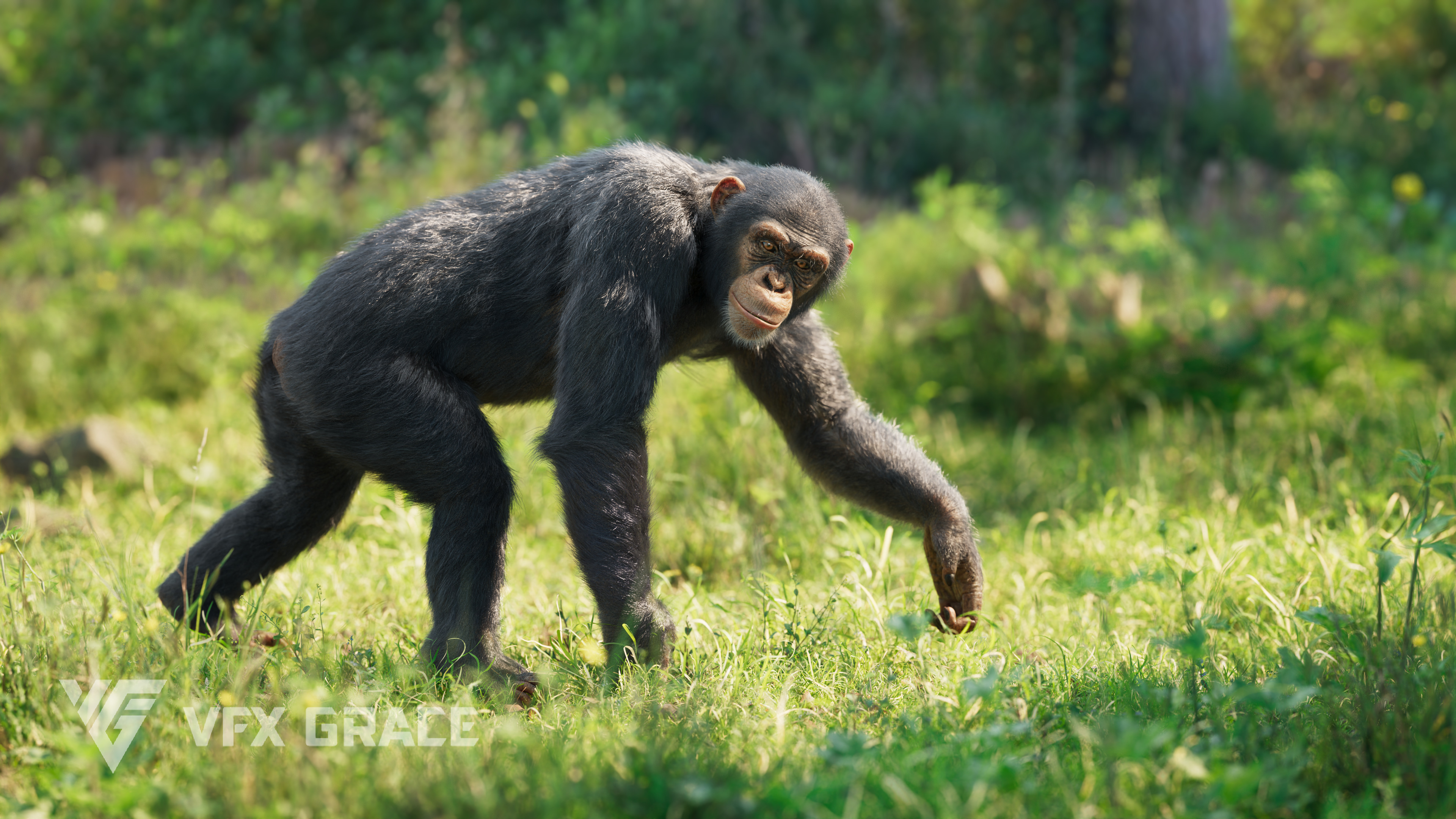 Realistic Chimp Realistic Chimpanzee 3D Model for UE5 – Groomed Fur, Rigged & Animated ...