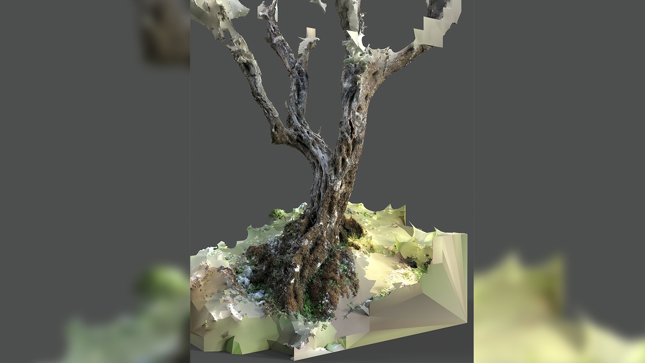Media 1 for listing Abandoned Village Tree Trunk Scan - Tree 05