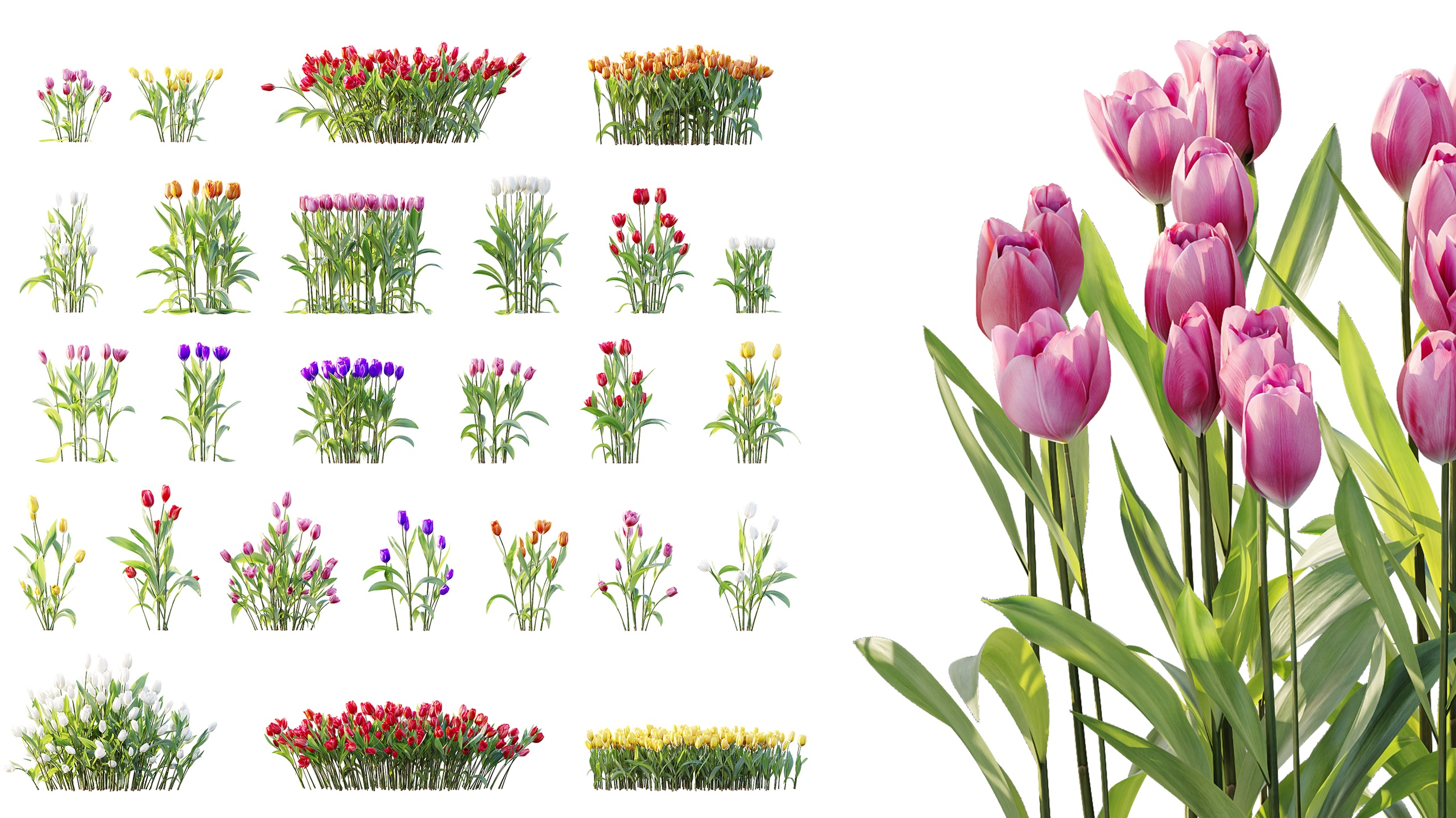 Media 1 for listing AV Plant Tulip Liliaceae Tulipa Flower