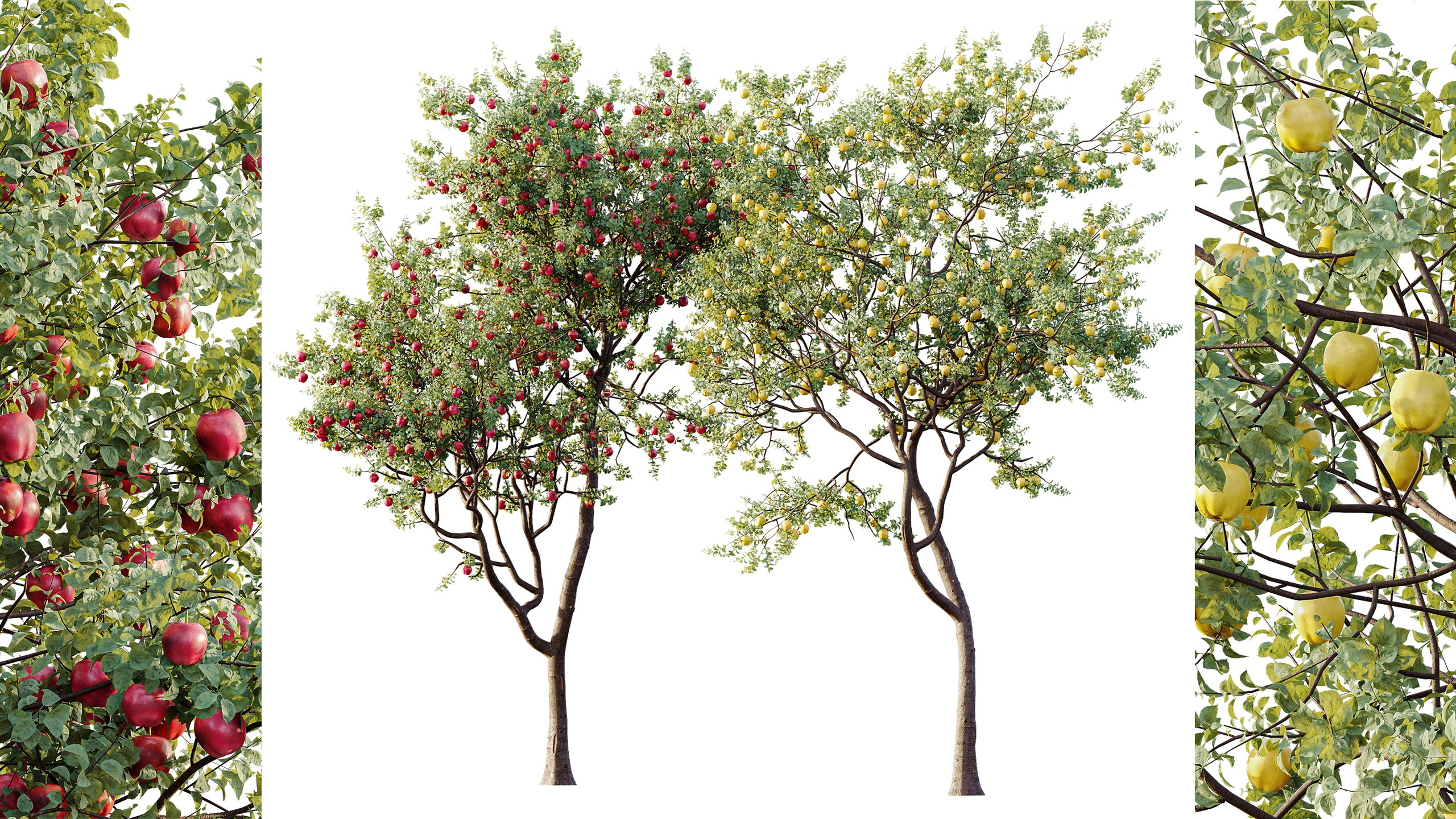 Media 1 for listing AV Plant Malus Pumila Apple Red Fruit Tree 01