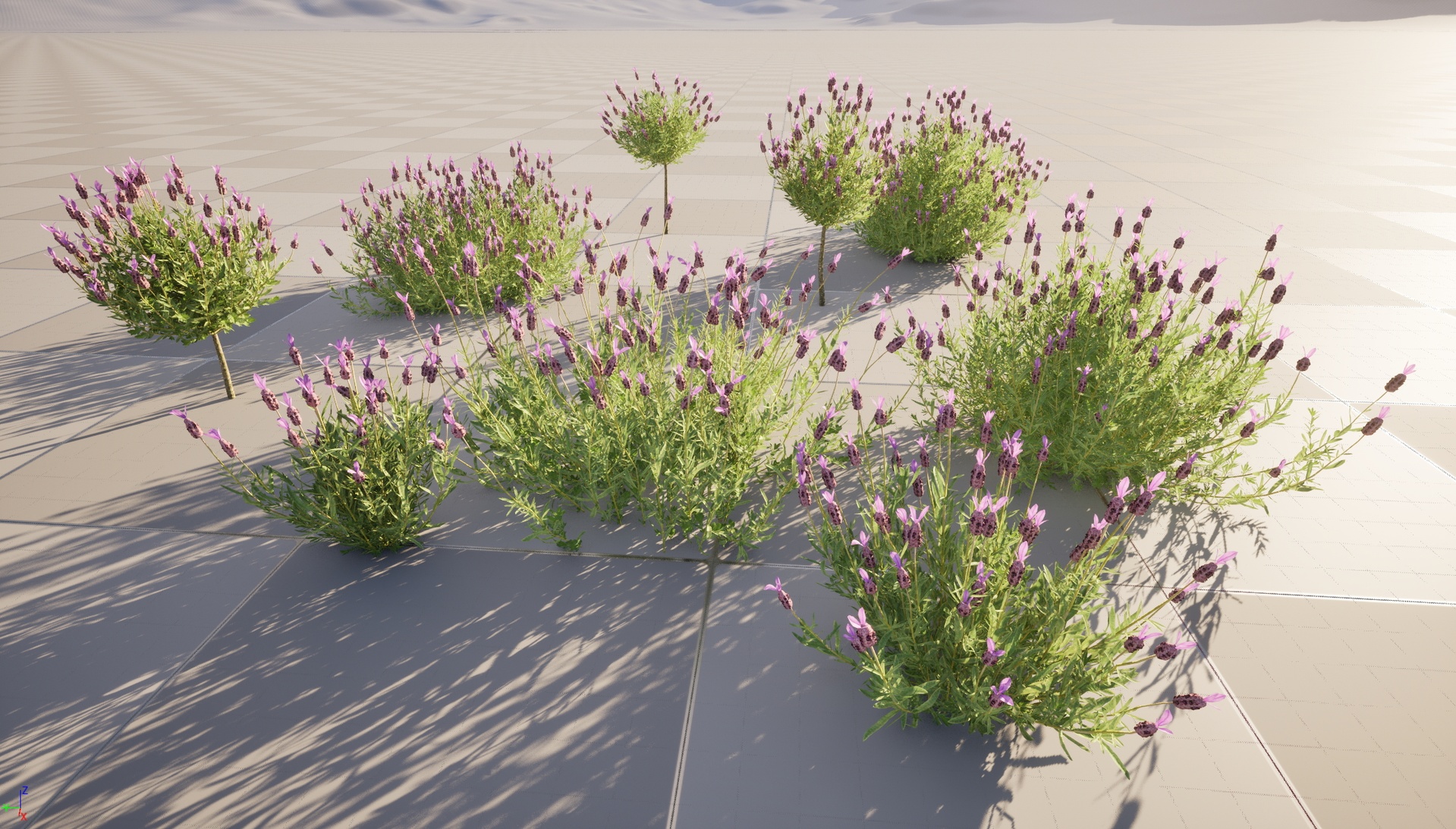 Media 1 for listing Nanite Wind Plants - Lavandula stoechas French lavender