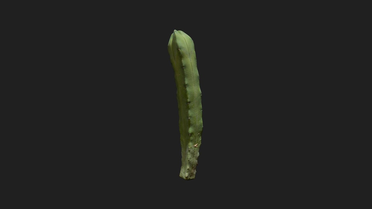 Media 1 for listing Desert American Plant Cactus Medium 05